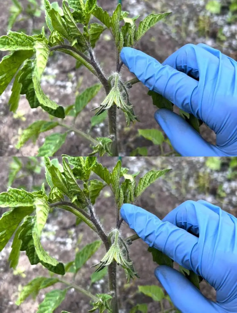 ¡Nunca quites este pedúnculo de los tomates! ¡La cosecha será la más abundante! Cómo formar un tallo de tomate.