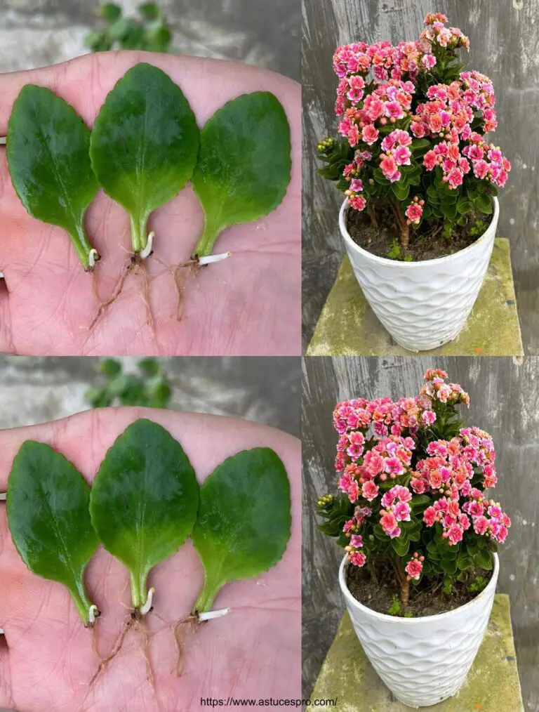 Flor de rosa: Multiplicación de Kalanchoe de hojas