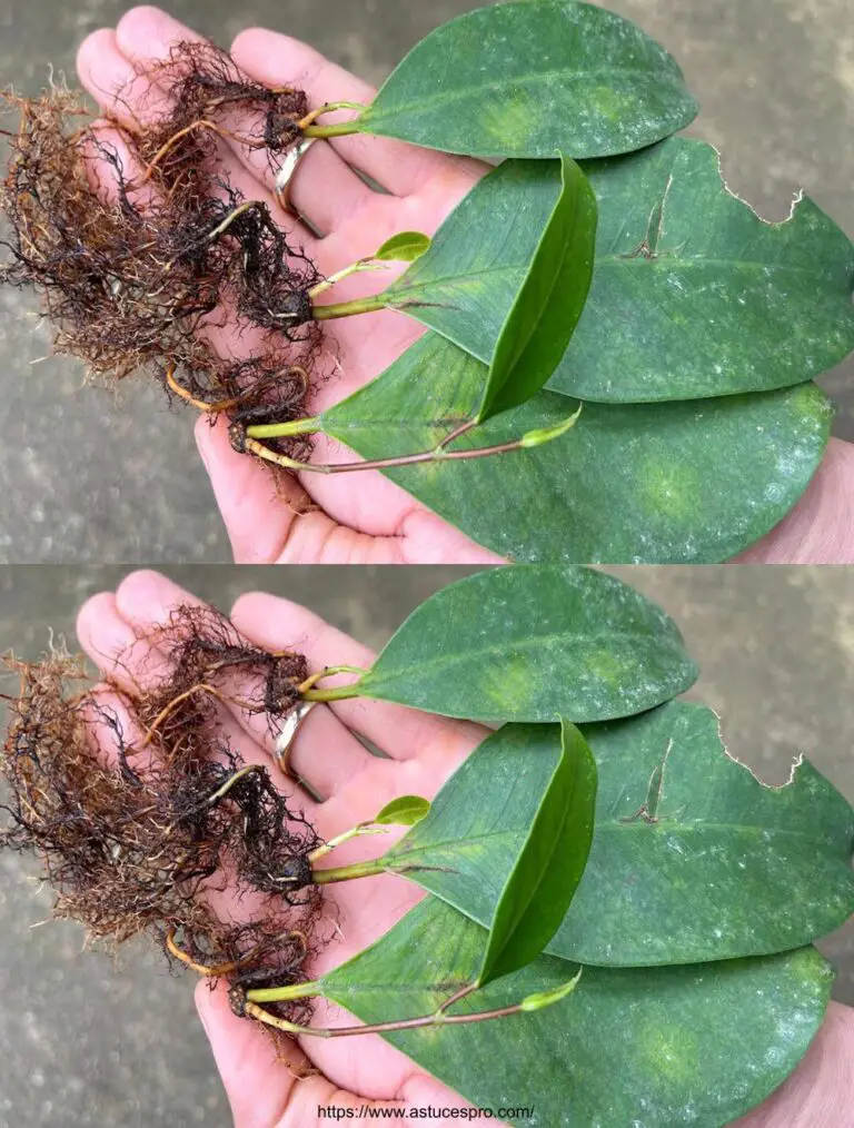 Las maravillas de la naturaleza: cuando las hojas toman raíz P2