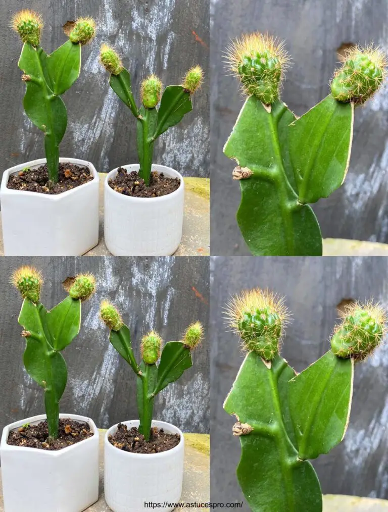 Une el cactus con la planta reina de la noche