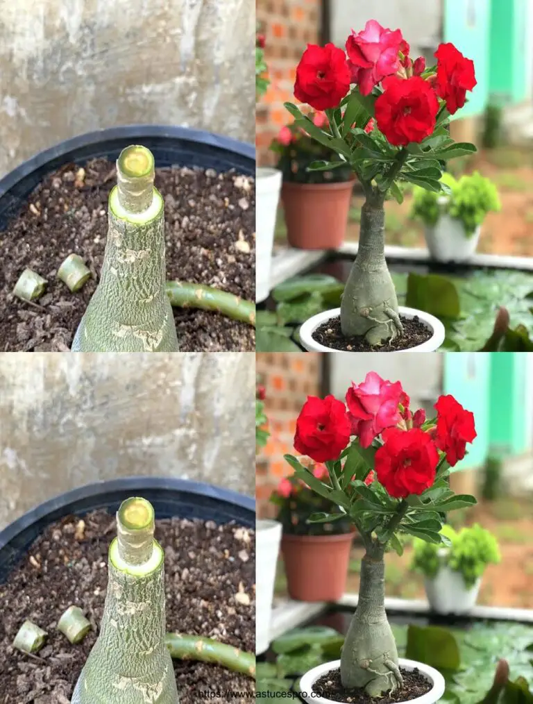 La brillante fusión de las hermosas flores rojas del Adenium obesum