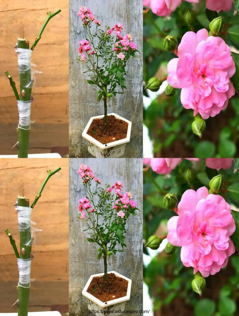 ¡Convierte tu mini-rosier en un hermoso jardinero!