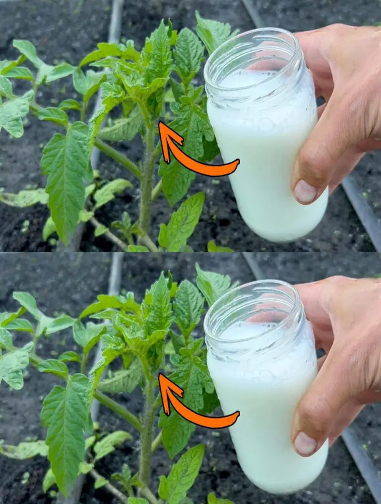 Doble su tomate, pepino y otra cosecha vegetal. Agua inmediatamente…