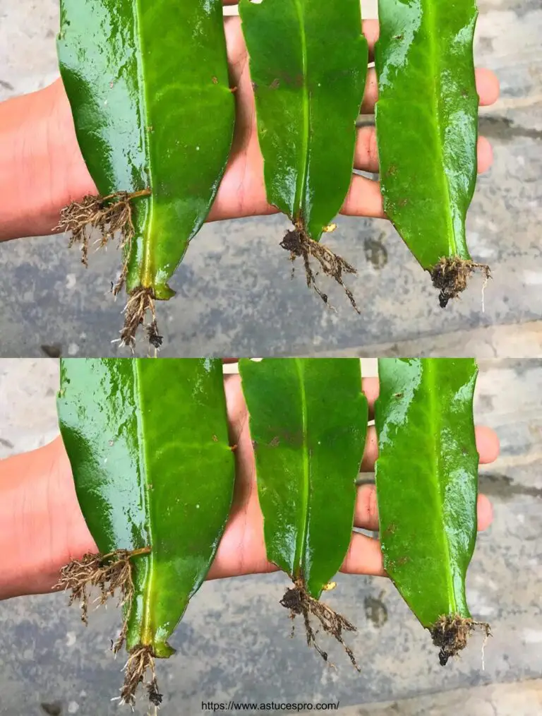 Guía práctica para multiplicar las flores de cacti epiphyllum