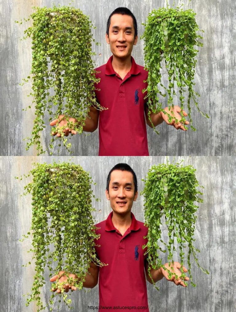 Cómo cultivar plantas hermosas colgando frente a la casa