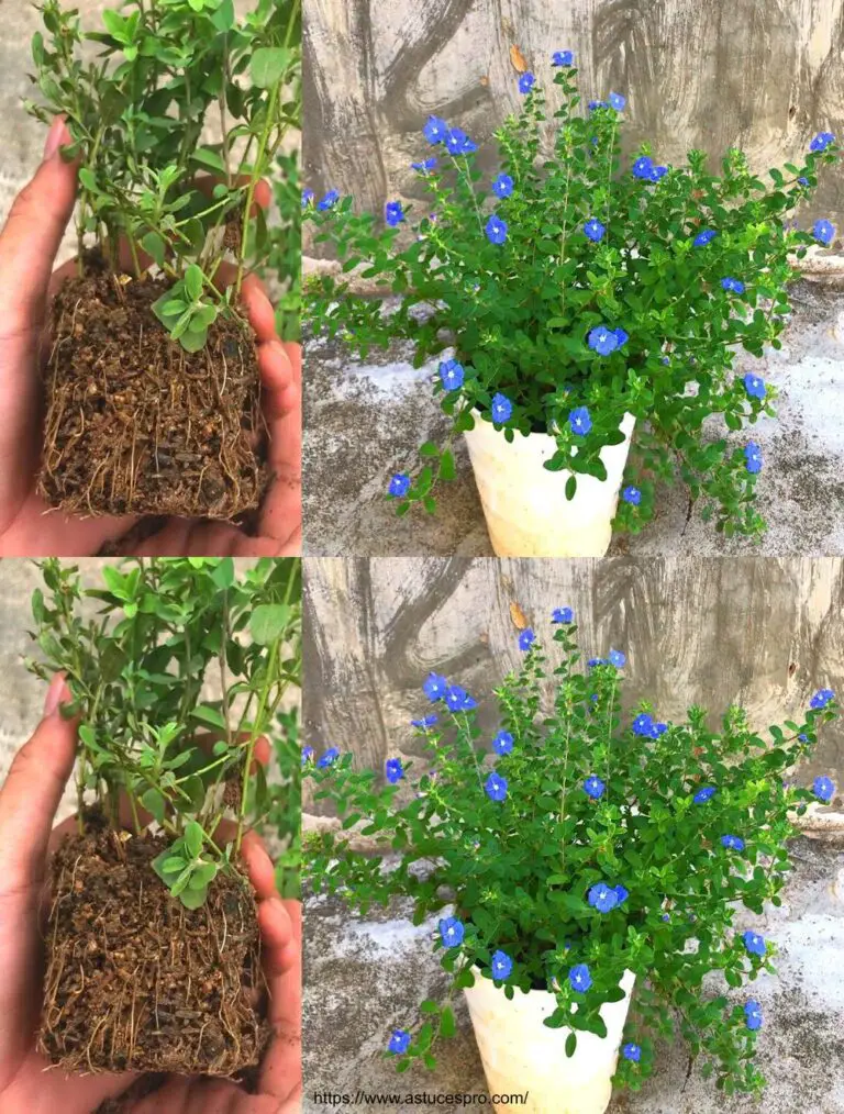 ¡Por supuesto! Aquí hay una versión pegadiza del título en francés: Guía práctica para el crecimiento de la deslumbrante flor azul