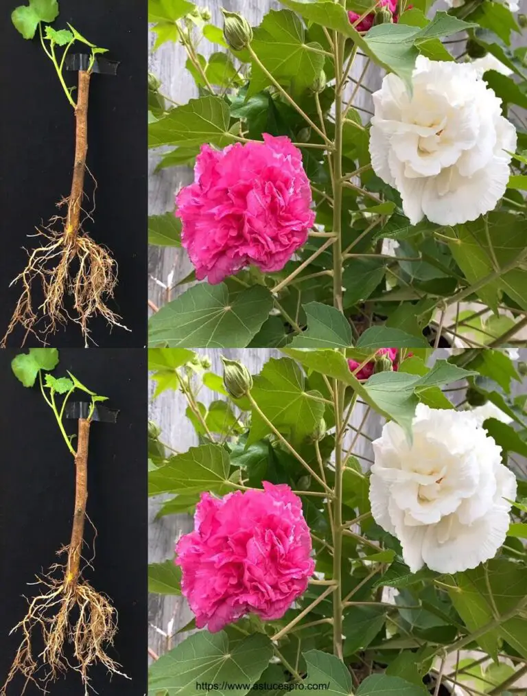 Cómo difundir rosas chinas con cortes – Hibiscus mutabilis