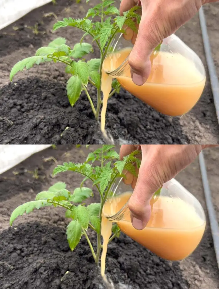 Los tomates crecerán en un instante para ofrecer una cosecha temprana y abundante! Disfrútalo.