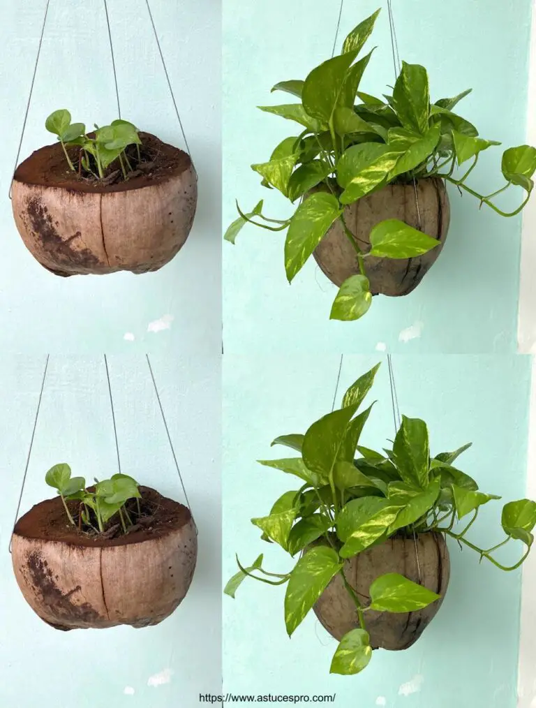 Cómo extender la planta de pothos dorados