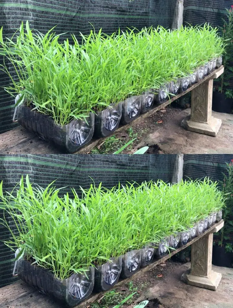 Cultivar verduras en botellas de plástico en casa