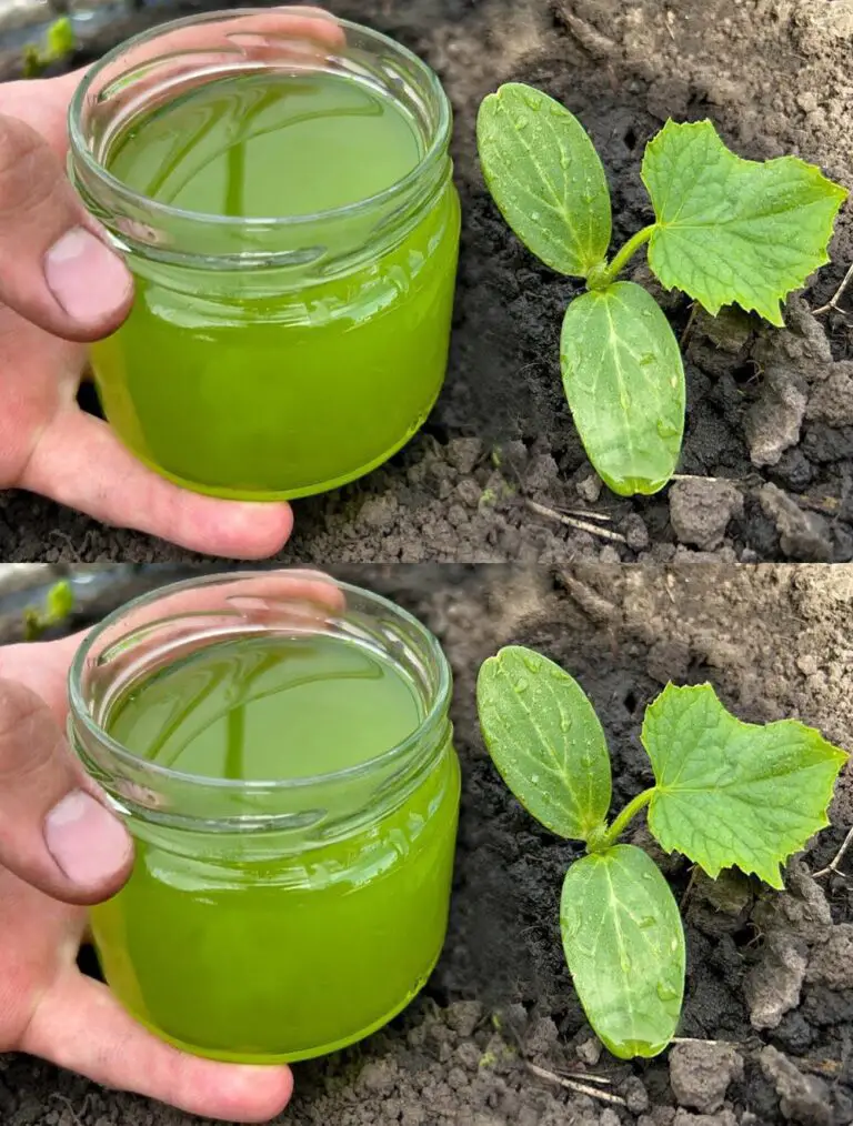 ¡Los pepinos crecerán en un instante! Simplemente vierte Esto en Pousses de Pepino