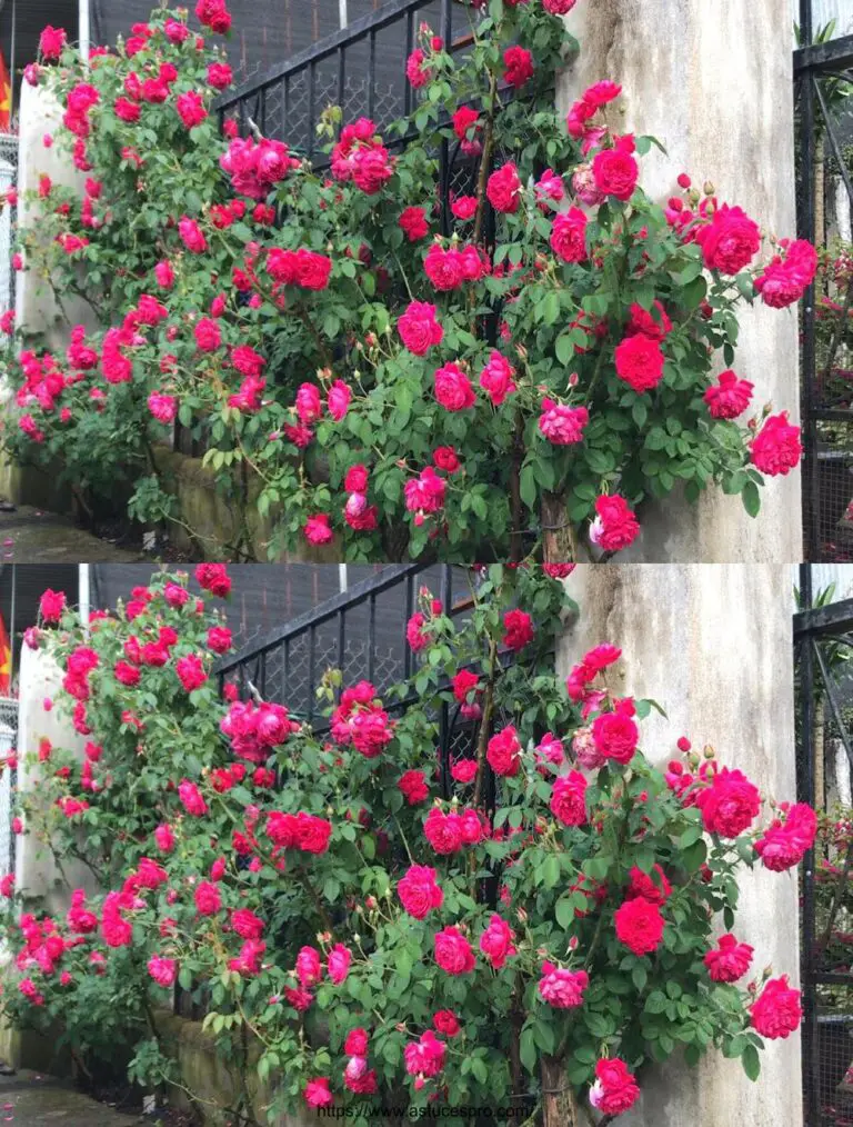 Cómo crecer rosas llenas de flores