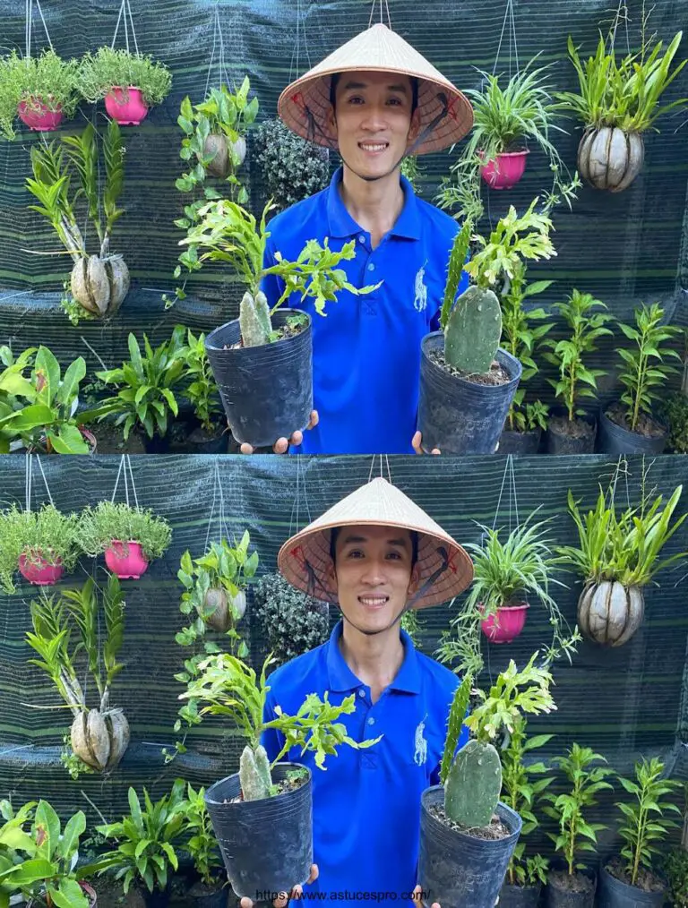 ¡Por supuesto! Aquí hay una versión pegadiza del título en francés: Guía rápida para injertar cactus de Navidad en su jardín