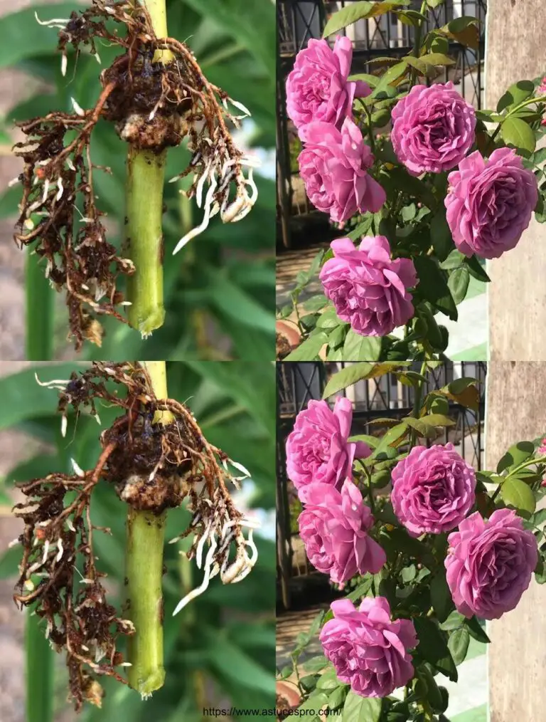 Propagación de rosas cortando en Jardin Maison