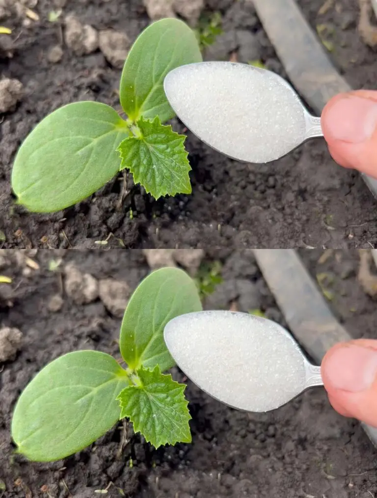 Si los pepinos no crecen, los alimento con esa bomba de vitaminas.