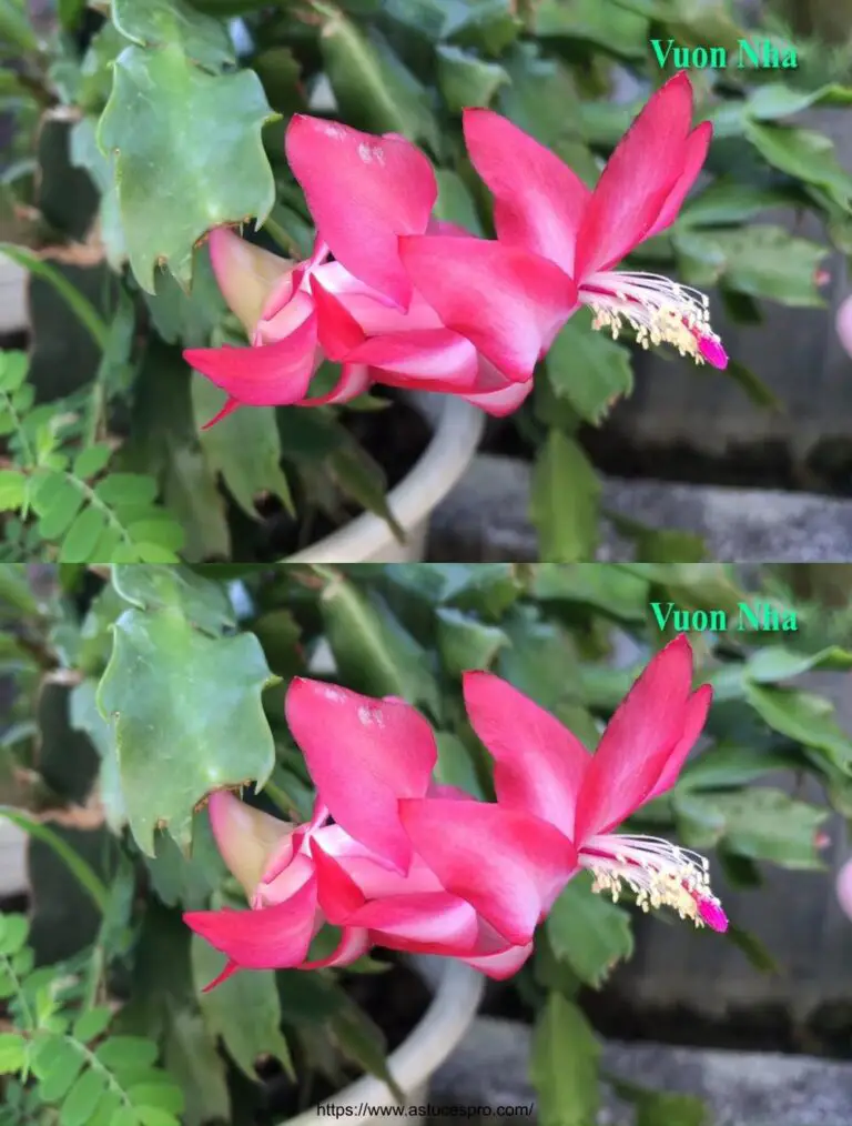 El tiempo perfecto para cultivar flores de cactus en un cactus de Navidad