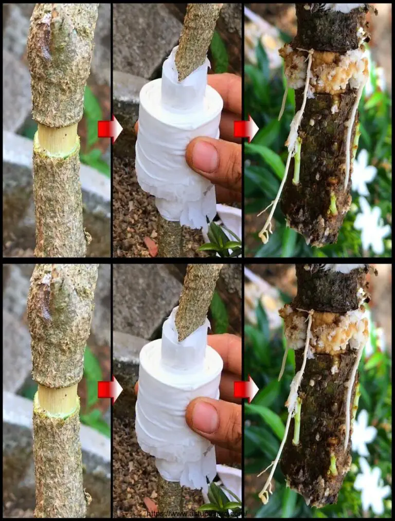 Pruebe cortar un árbol con papel higiénico y vea que tiene raíz