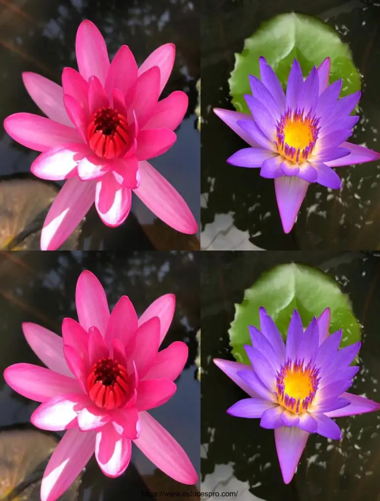 La reproducción de flores de Lotus por hojas: una sorpresa inesperada