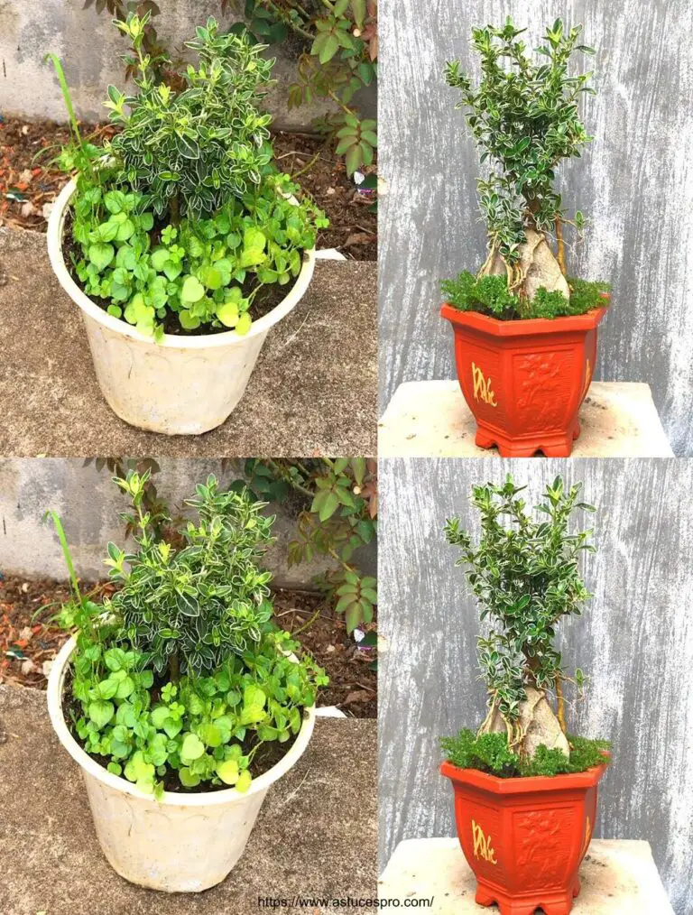 Transformar un jardín – Renovar una olla de flores feas en un hermoso florero