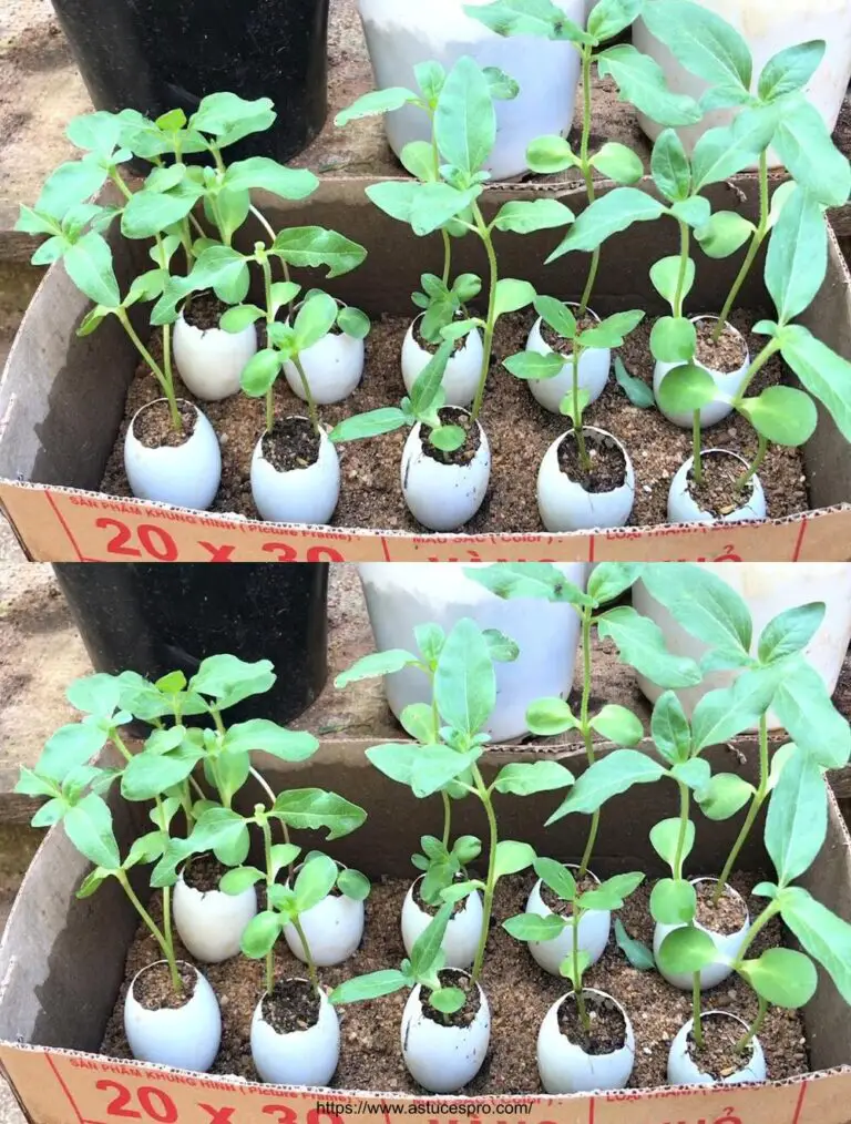 Cómo cultivar girasoles en huevos reciclados