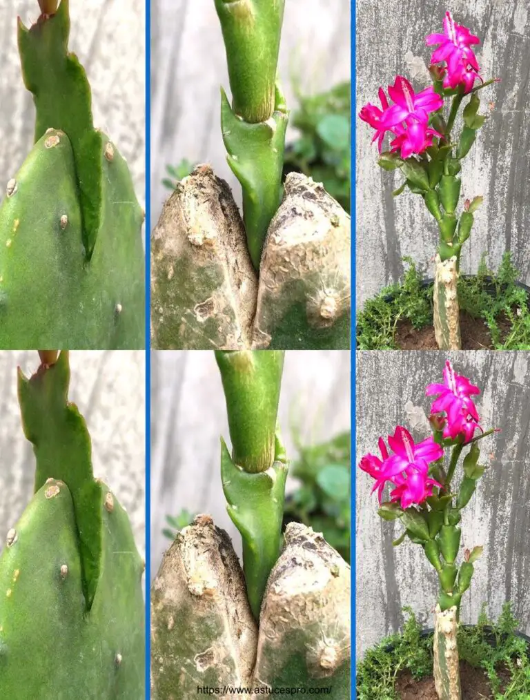 Cactus asociado con cepillo de dientes floreado