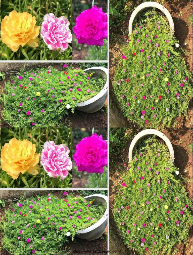 ¡Por supuesto! Aquí hay una versión pegadiza en francés: Cultivar flores en diez horas según el estilo Garden & House.