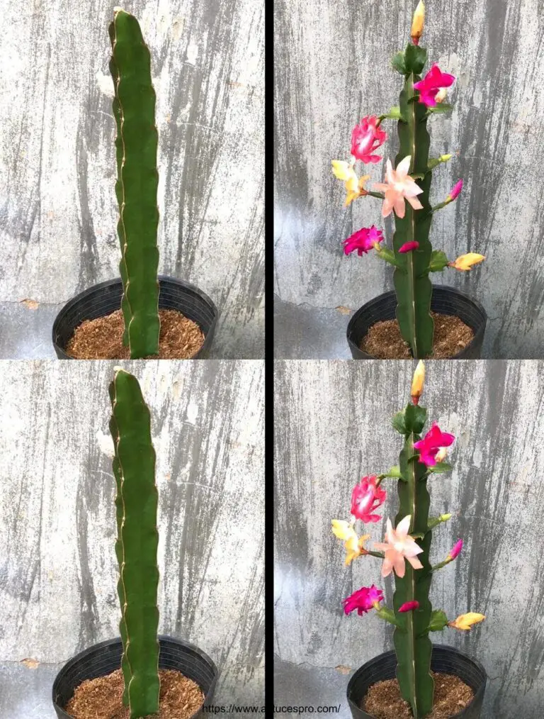 ¡Por supuesto! Aquí hay una versión pegadiza en francés: Combina una multitud de colores de flores en una planta de pitaya