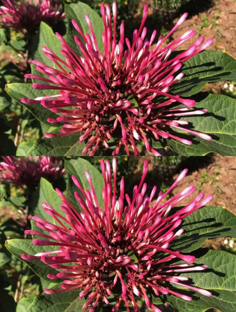 Crece fuegos artificiales de semilla a flor