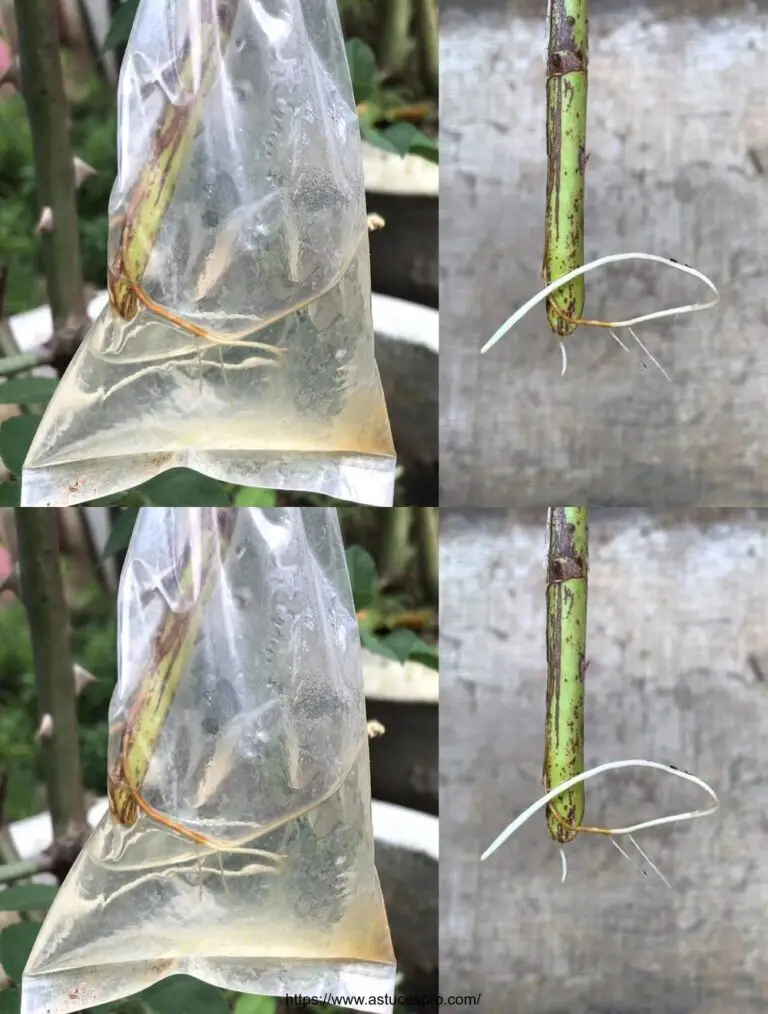 Experimente la propagación de rosas con agua pura para resultados positivos