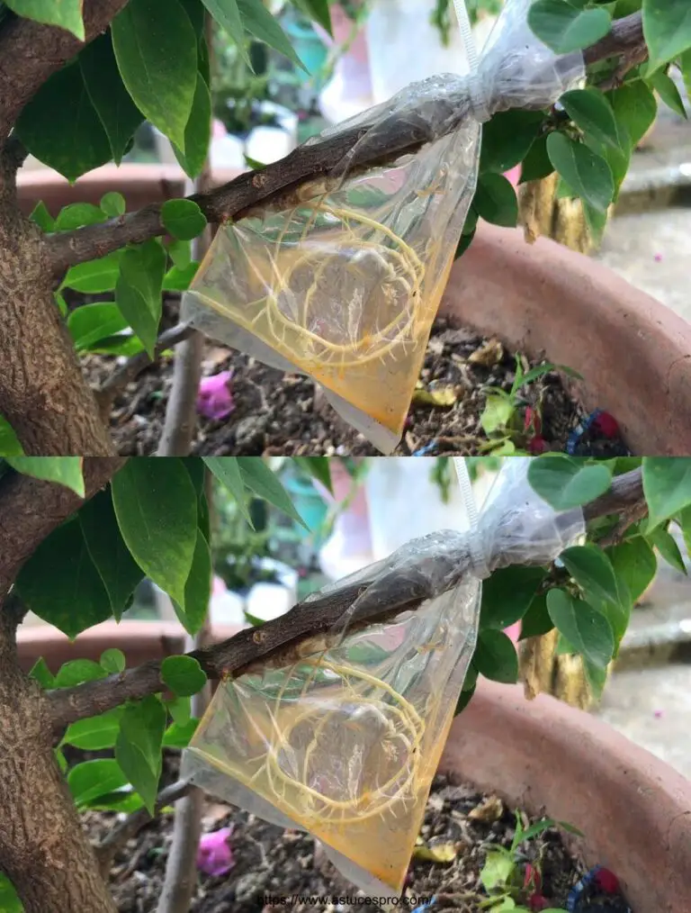 Experiencia exitosa: la propagación de bougainvilliers en el agua!