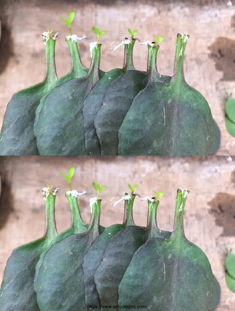 Cultivar hojas para una vida en botella