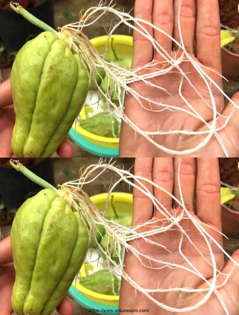 Cómo cultivar chayotes en papel y agua