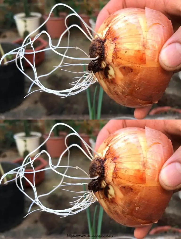 La cultura de la cebolla en el agua da abundantes y bonitas raíces