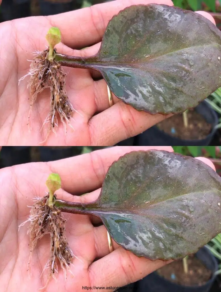 Elevar una planta, una vida, hojas: Bryophyllum pinnatum
