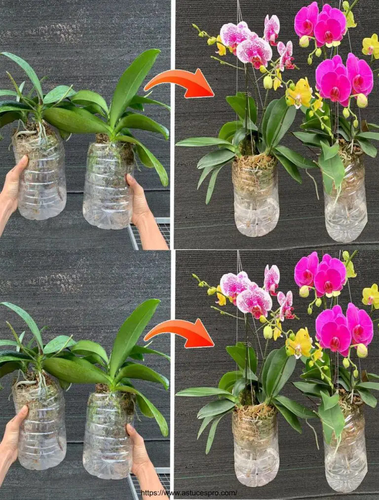 Orquídeas de crecimiento sin riego: flores que florecen todo el año