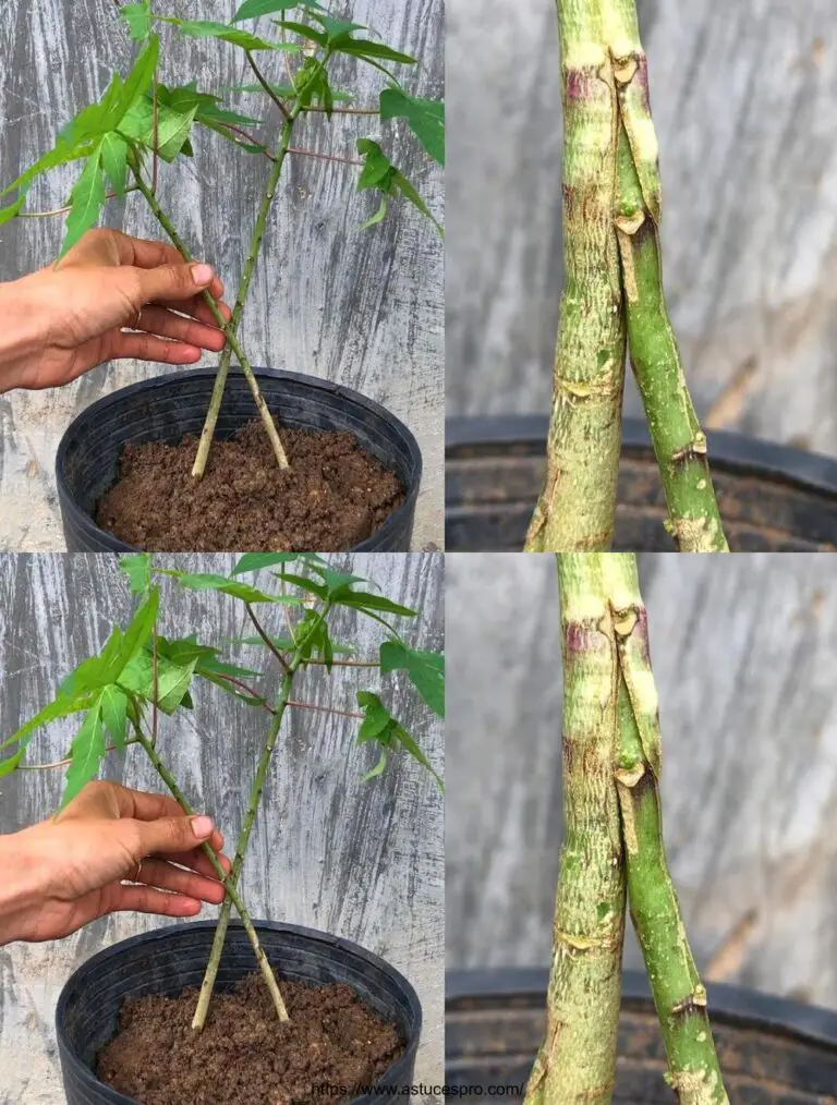 Desafío: conjunto de 3 plantas papaya