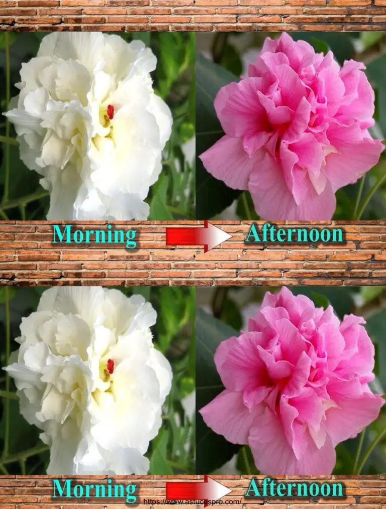 Flor cambiante: Hibiscus mutabilis