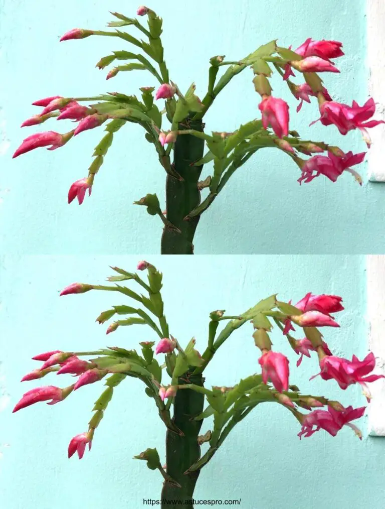 Admire el florecimiento inminente de cactus navideños y flores Schlumbergera