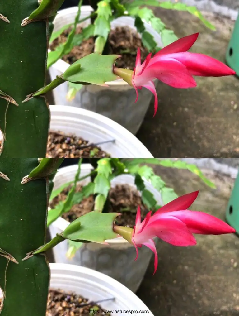 Las primeras floraciones del Cactus de Navidad comenzaron, cómo injertar un cactus de Navidad, Hoa càng cua