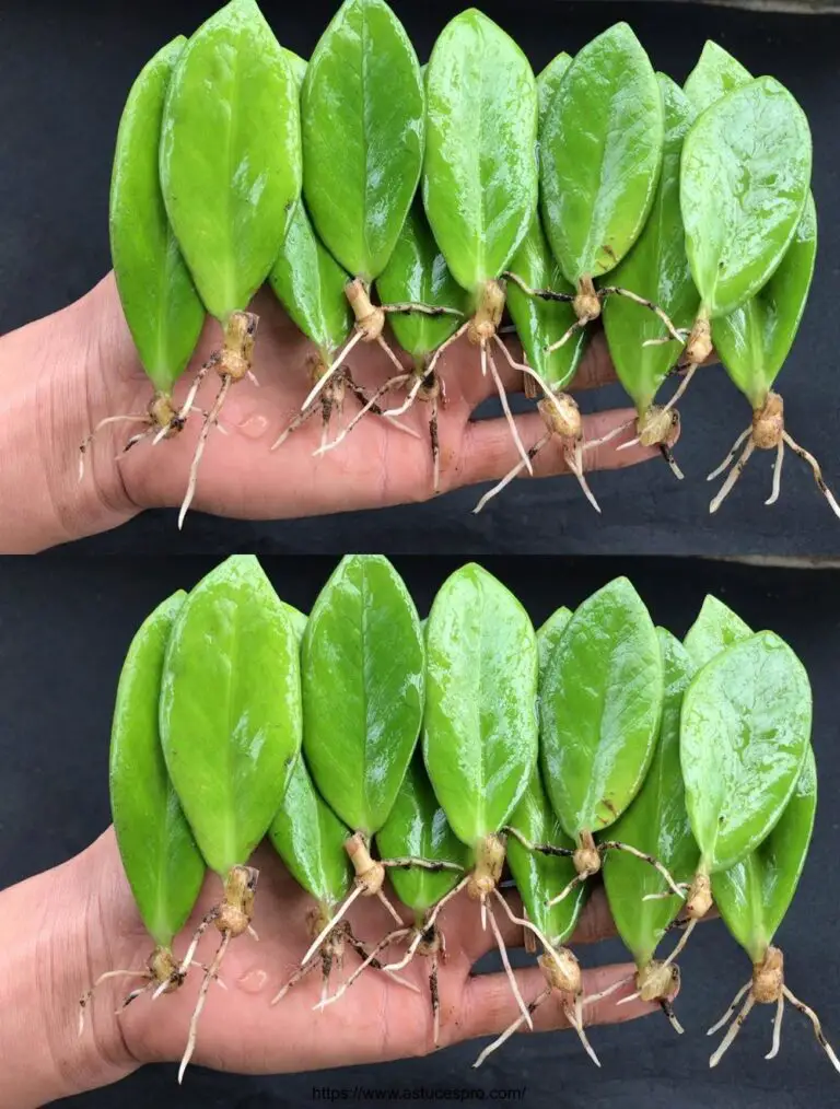 Propagando la planta Zamioculcas zamiifolia cortando tallos y hojas