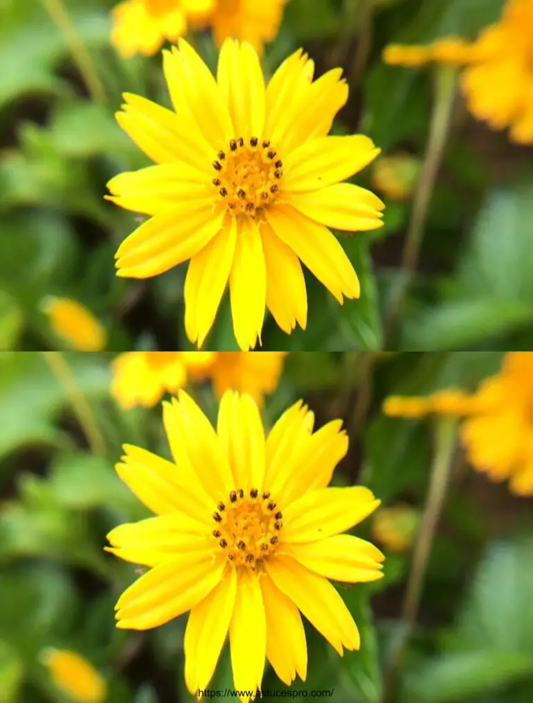 Creciendo daisies silvestres en botellas de plástico reciclados Crazy Passerlets en botellas de plástico reciclado