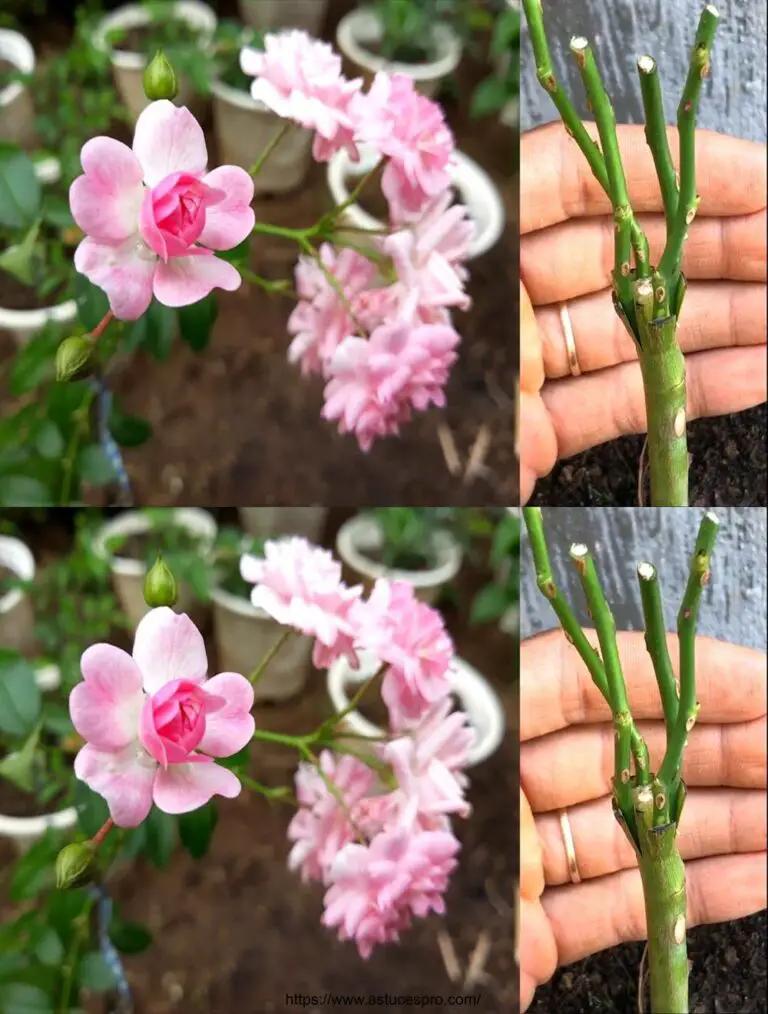 Mini Rose Cultivator: Consejos y consejos