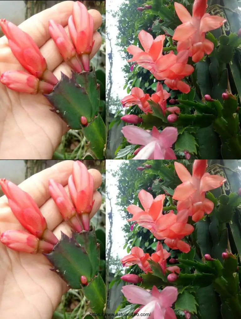 Las hermosas flores navideñas, las bonitas violetas