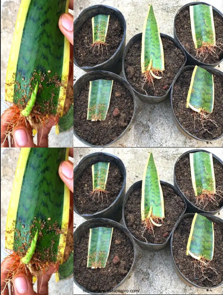 Crece una sansevieria de hojas