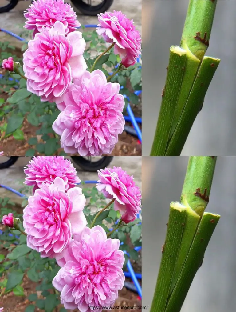 Rosas del registro para obtener hermosas flores brillantes