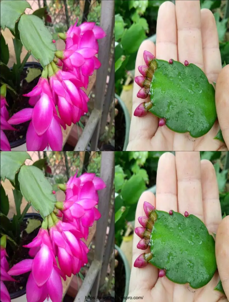 Combine árboles de flores para obtener una hermosa maceta de flores p2