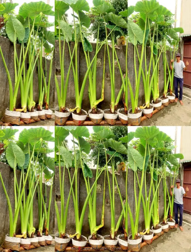 Cultivando la Super Giant Alocasia Odora en casa: Fácil para principiantes en TEO Garden