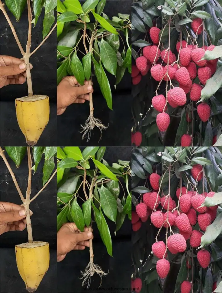 Cómo cultivar una planta de Litchi Desde un rebote en un plátano