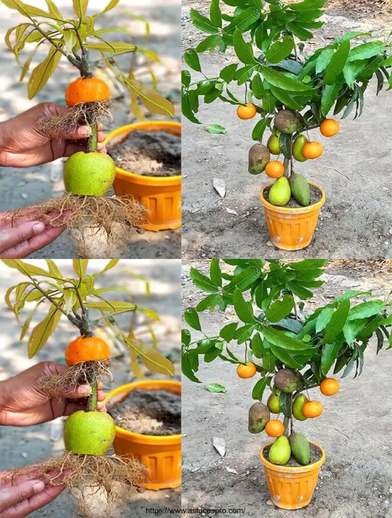 Malin Gardening: Cultivar un árbol de manzana de mango, naranja y Java con frutas mezcladas en un árbol único!