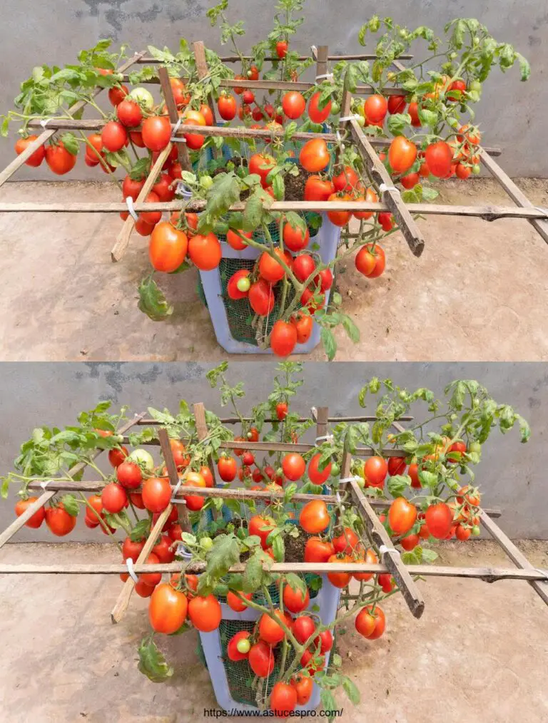 Tomates mágicos: ¡Una vieja silla como el mundo esconde una cosecha abundante y suculenta!